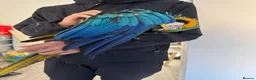 Macaws birds for sale: Hand Tame 2 year old B&G Macaw plus cage - Advert 4