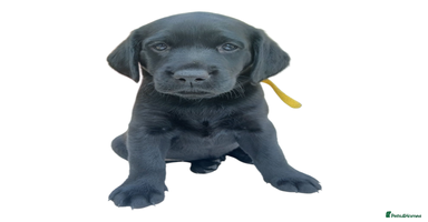 Labrador Retriever dogs - Advert 6