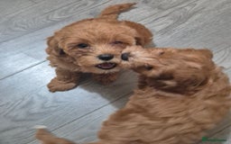 Cockapoo dogs for sale: Gorgeous Cockapoo For Sale - Image 28