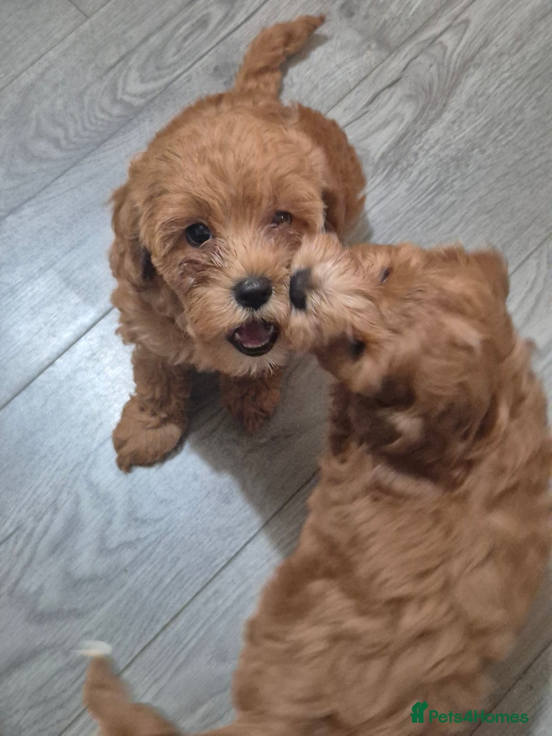 Cockapoo dogs for sale: Gorgeous Cockapoo For Sale - Image 28