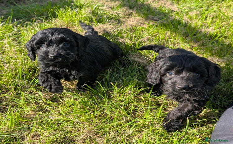 Cockapoo dogs - Advert 2