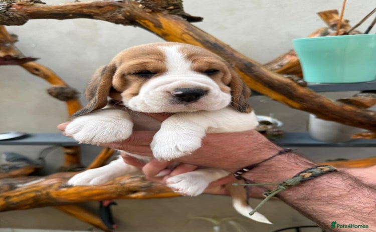 Beagle dogs - Advert 2