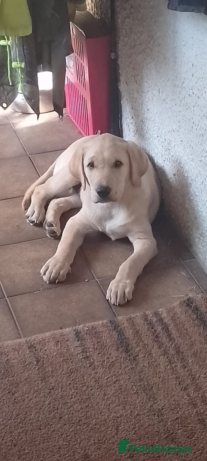 Labrador Retriever dogs Lovely nature pup - Advert 19