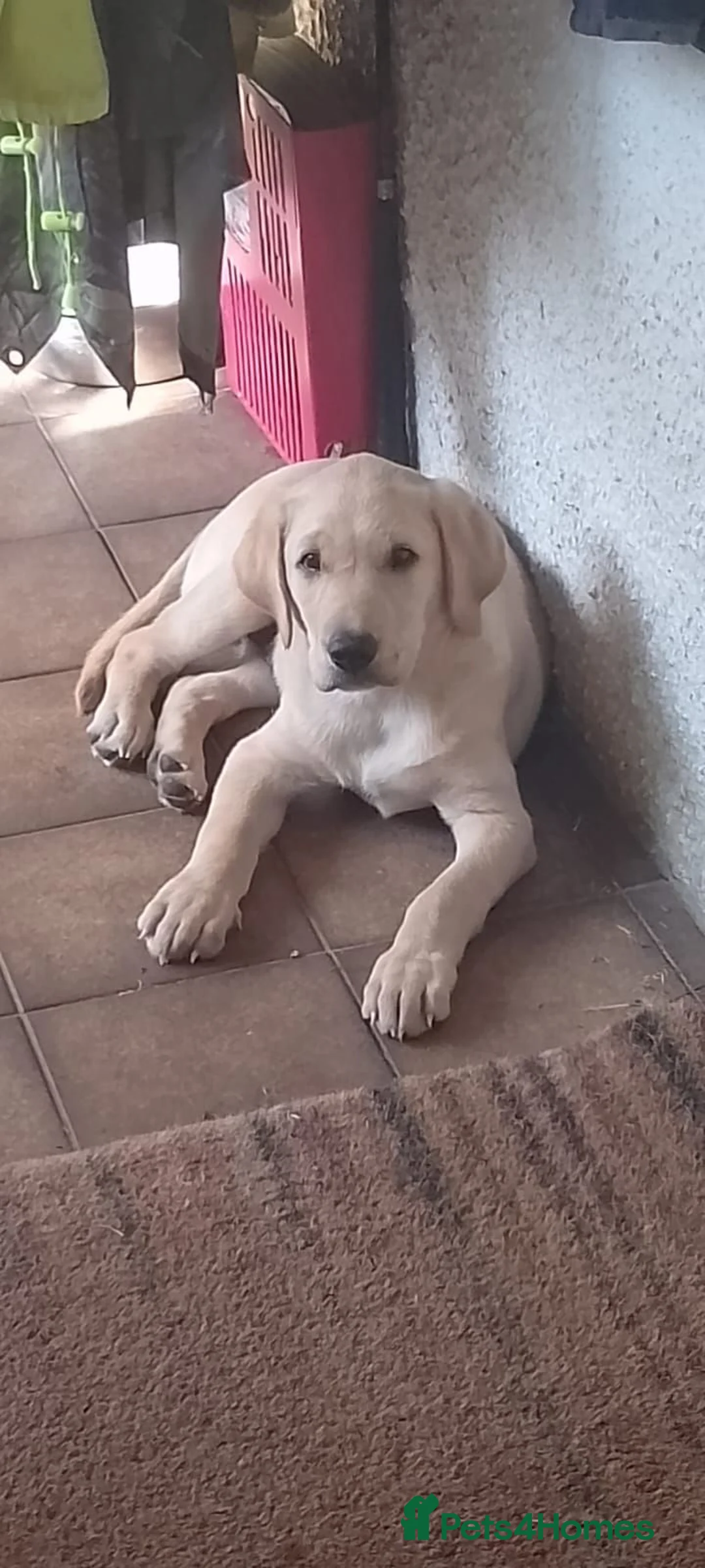 Labrador Retriever dogs for sale: Lovely nature pup - Advert 1