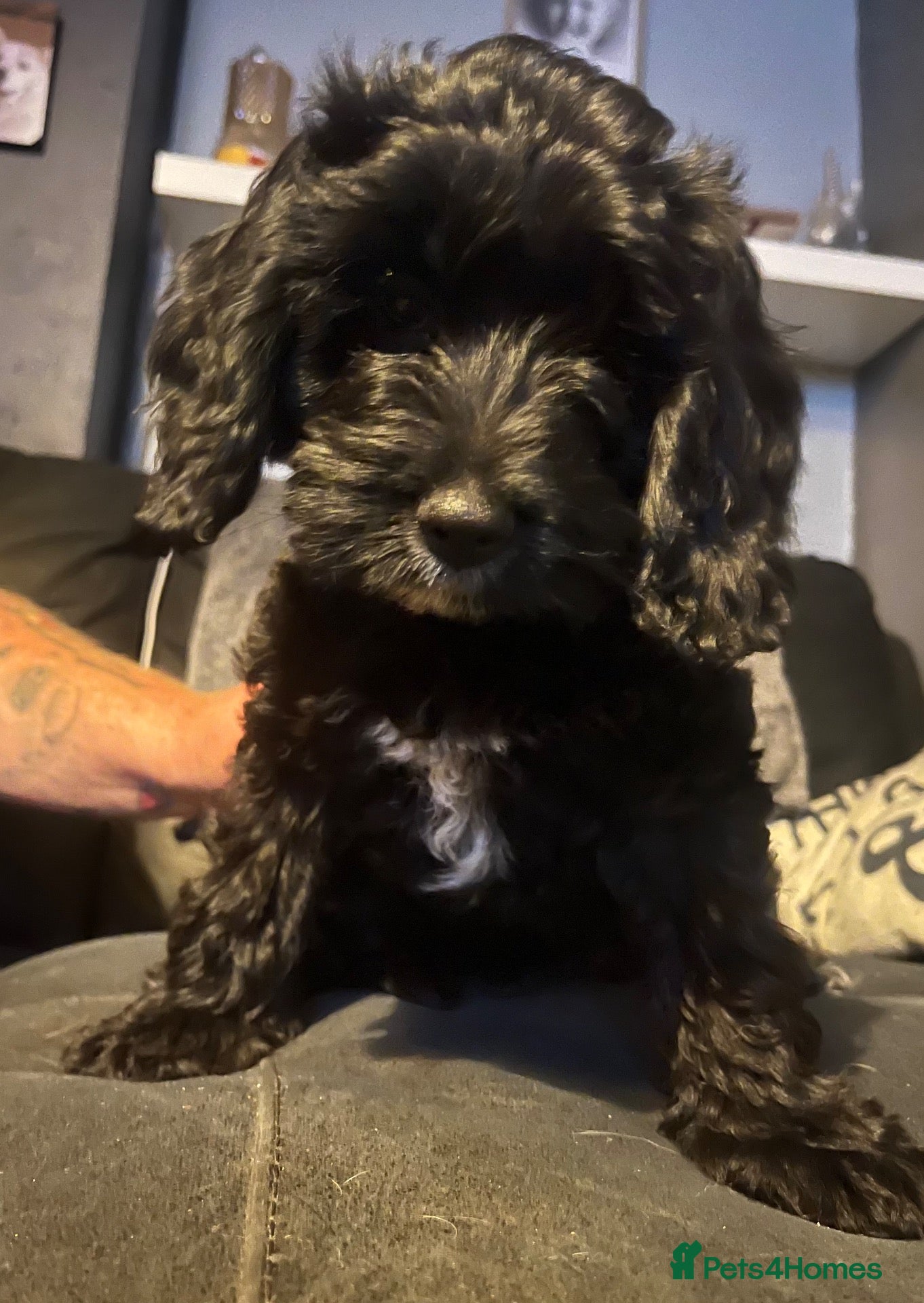 Cockapoo dogs Cockapoo’s ready now amazing smart cuddly - Advert 17