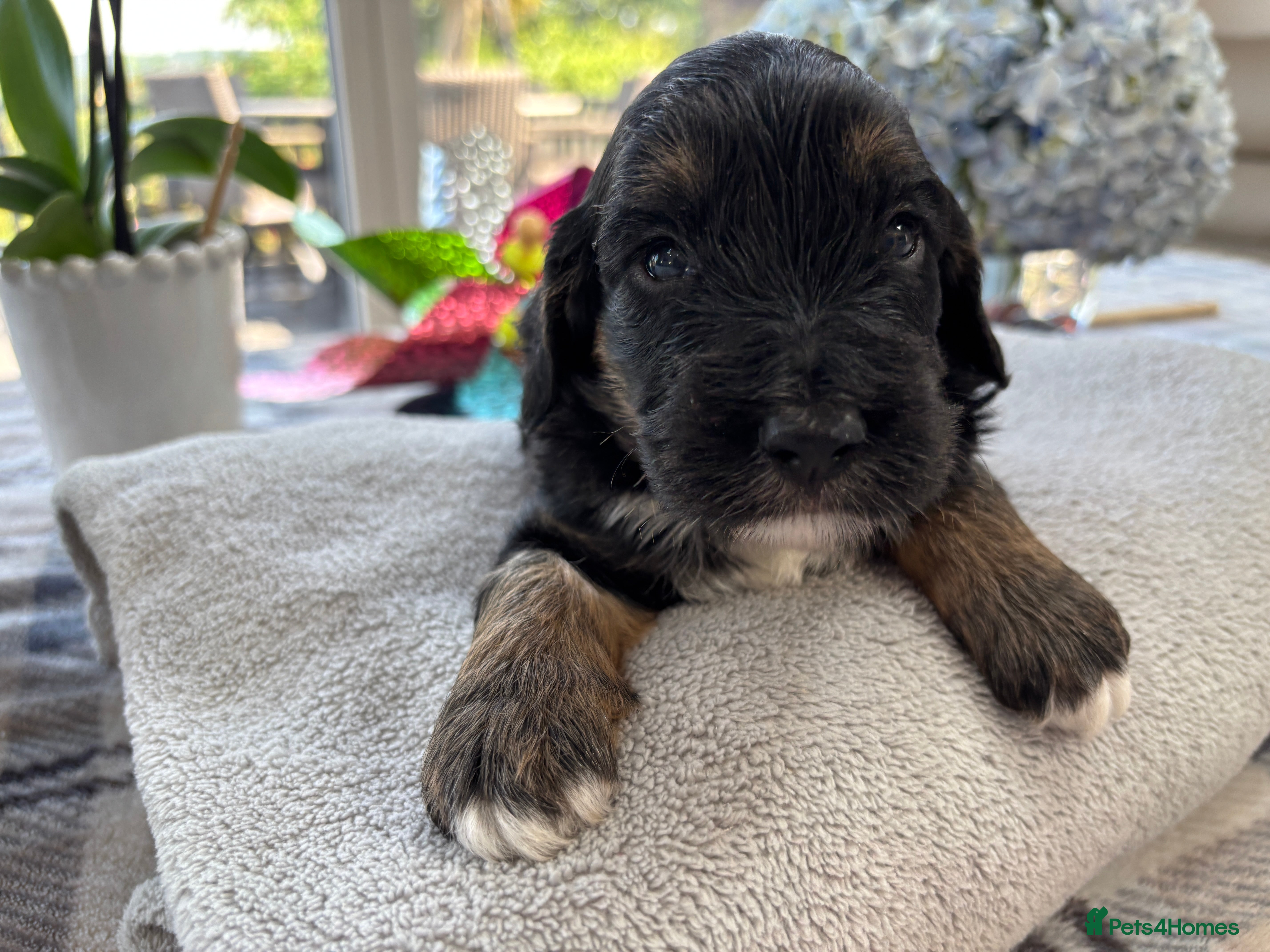Cockapoo dogs 🐾❤️ Exceptional F1 Cockapoo Puppies ❤️🐾 - Advert 2