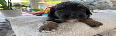Moose - Phantom Merle Parti Boy