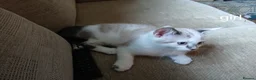 Mixed Breed cats for sale: 5 Beautiful Kittens looking for their forever home - Advert 4