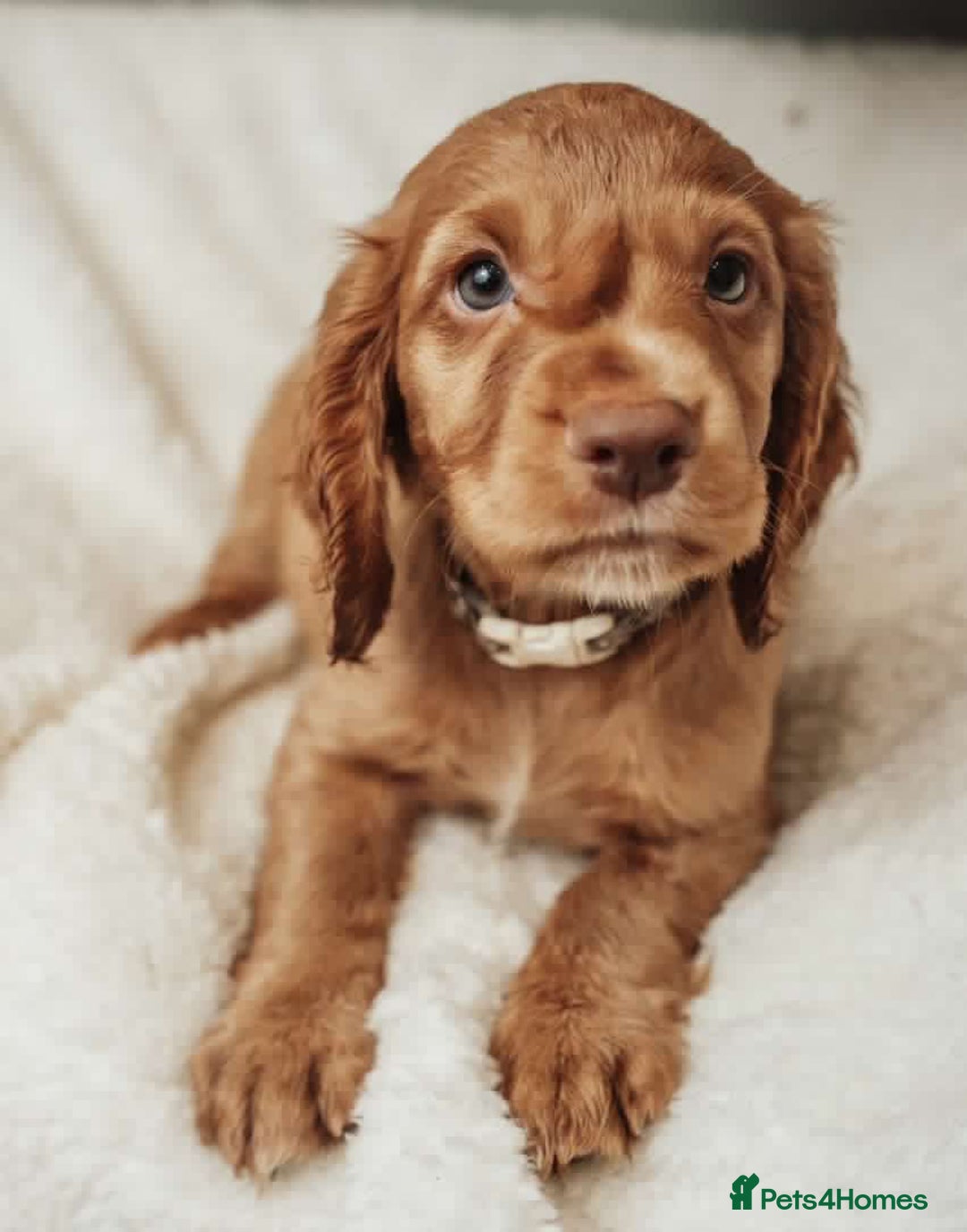 Cocker Spaniel dogs for stud: Fully health tested working Cocker Spaniel at Stud in Ipswich - Advert 8