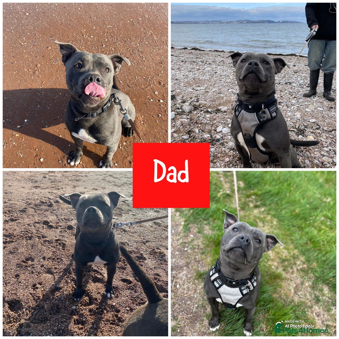 Staffordshire Bull Terrier dogs for sale: Staffordshire Bull Terrier puppies  - Advert 4