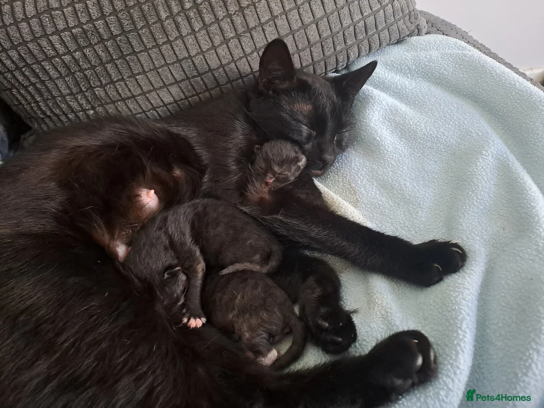 Mixed Breed cats for sale: 3 black and white kittens for sale £60. in Nottingham - Advert 1