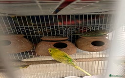 Budgerigars birds for sale: Budgerigars / Budgies - Image 5