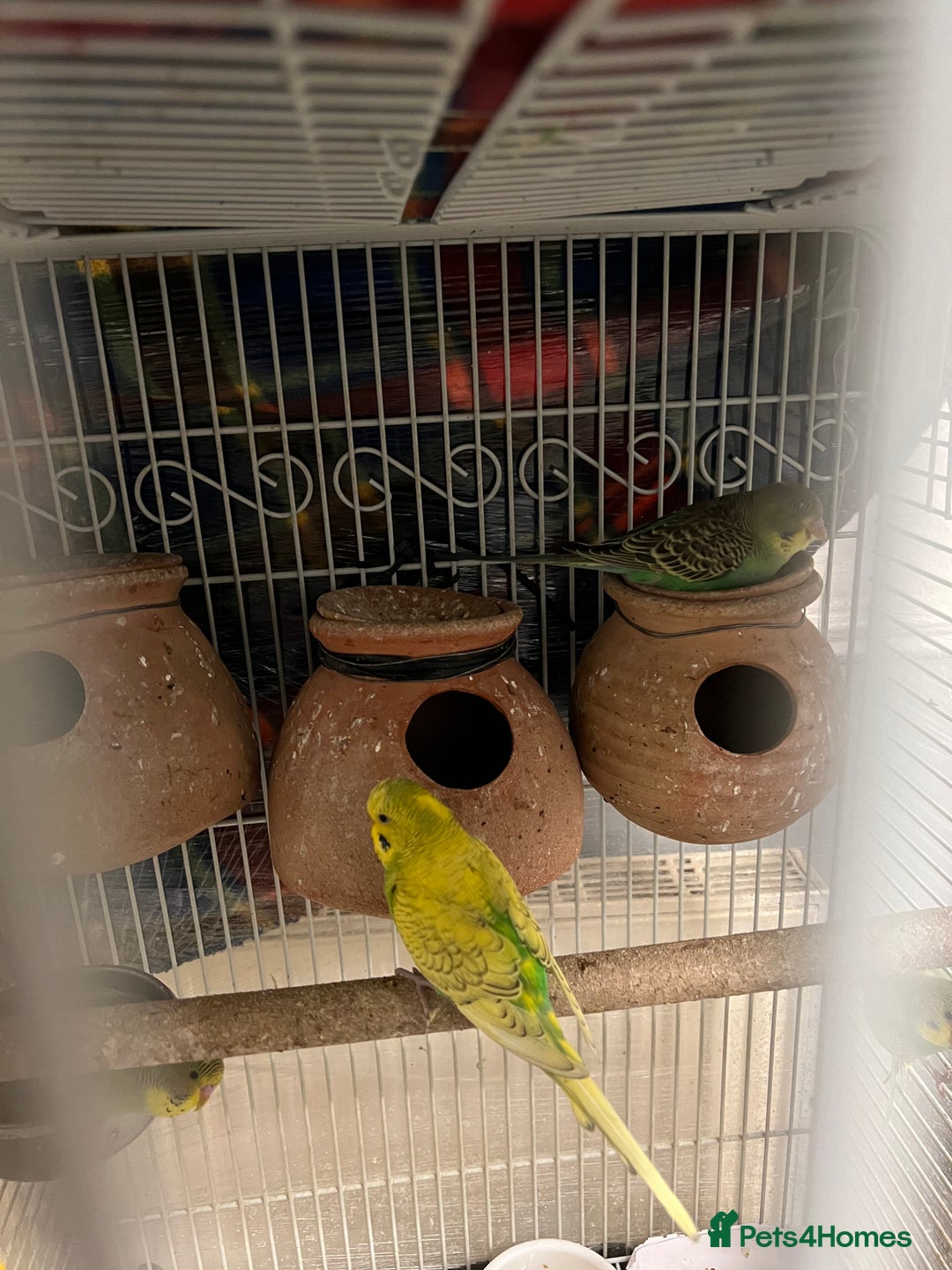 Budgerigars birds for sale: Budgerigars / Budgies - Image 5