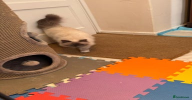 Birman cats - Advert 7