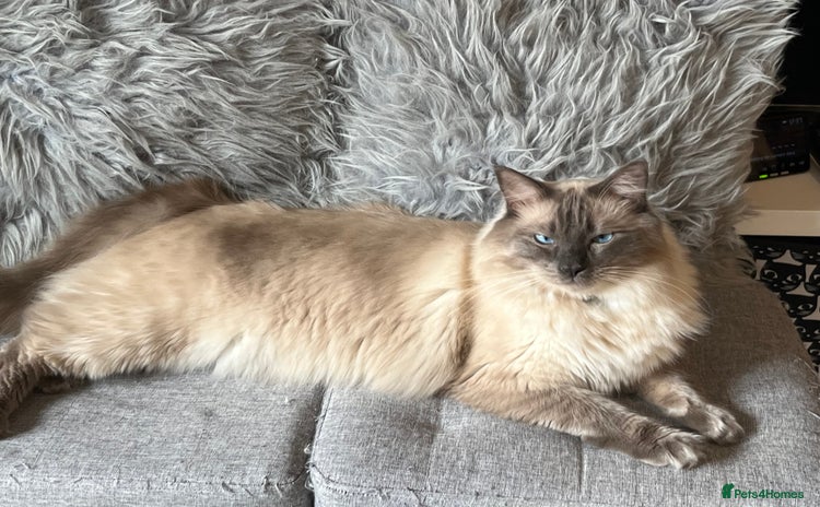 Ragdoll cats for sale - Advert 2