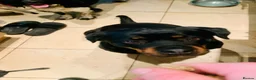 Rottweiler dogs for stud: Stud Wanted for Rottweiler Bitch - Advert 4
