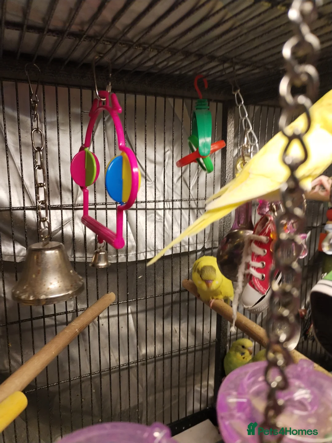 Budgerigars birds for sale: Beautiful baby budgies  - Advert 2