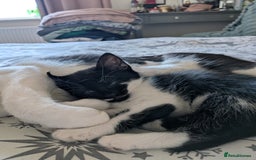 Mixed Breed cats for sale: Cute kittens for sale - Image 5