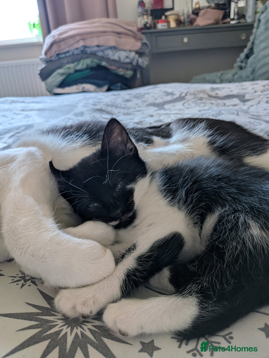 Mixed Breed cats for sale: Cute kittens for sale - Image 5