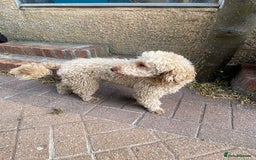 Miniature Poodle dogs for sale: 1.5 years old Miniature Poodle boy for loving home - Image 13