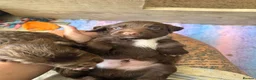 Sprocker dogs for sale: Male sprocker puppy - Advert 5
