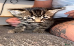 British Shorthair cats for sale: Kittens - Image 3