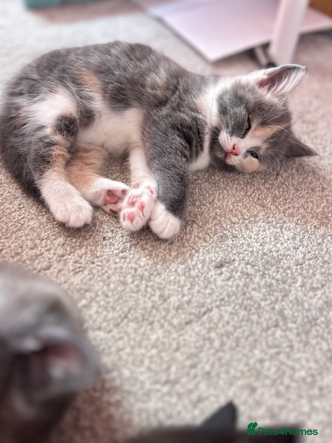 British Shorthair cats for sale: Gorgeous playful British Shorthair kittens  - Image 17