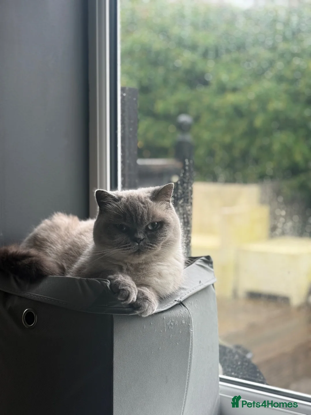 Mixed Breed cats for sale: Mixed breed BritishShorthair in Borehamwood - Advert 2
