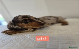 Dachshund dogs for sale: Beautiful dachshund babies  - Image 13