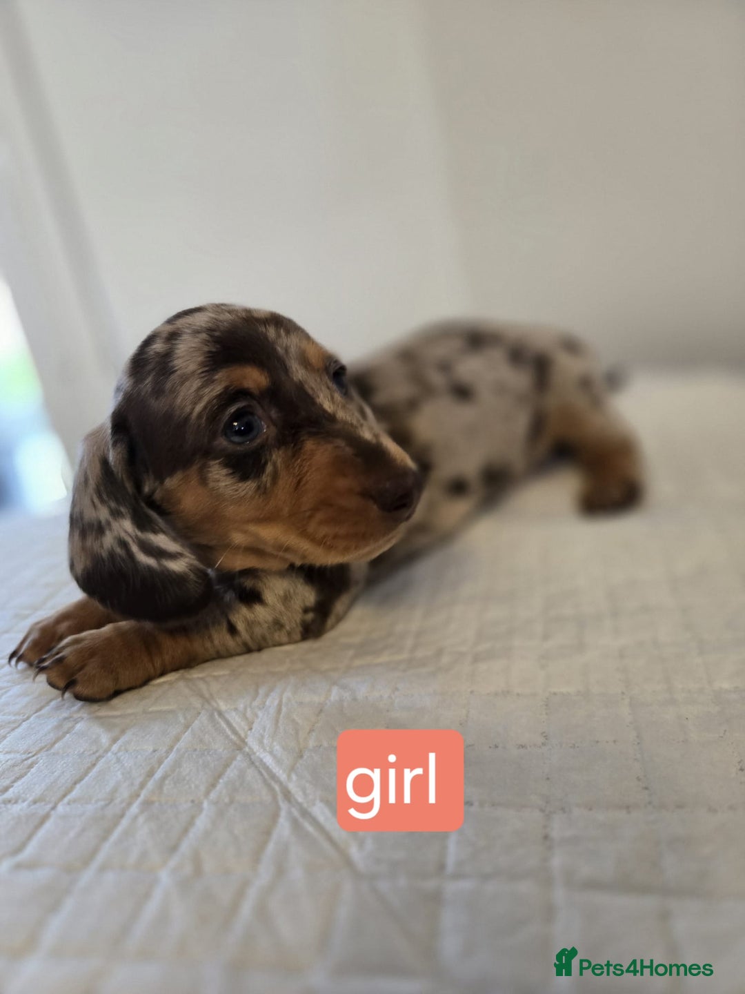 Dachshund dogs for sale: Beautiful dachshund babies  - Image 13