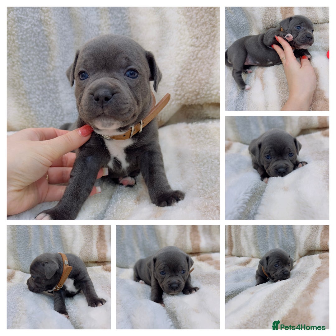 Staffordshire Bull Terrier dogs for sale: ✨🥰🐶 KC Registered Staffordshire Bull Terrier  🐾 - Advert 26