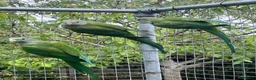 Parakeets birds for sale: Barrabands for sale - Advert 2