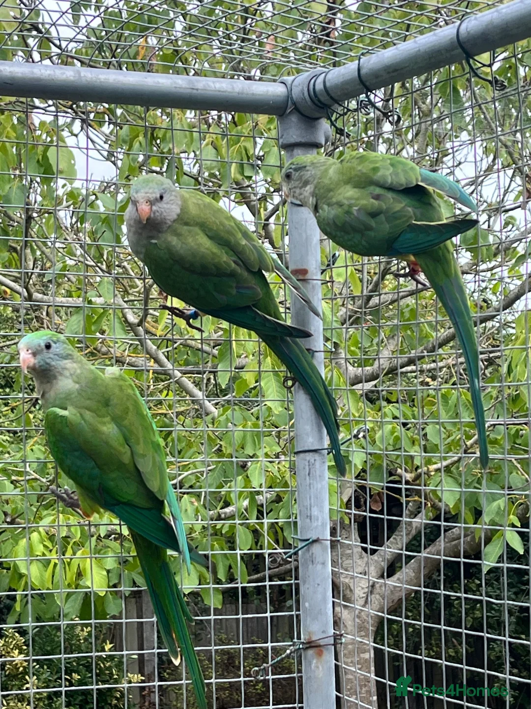 Parakeets birds for sale: Barrabands for sale - Advert 2