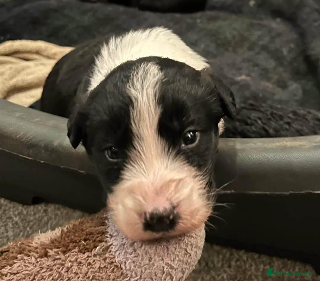 Bordoodle dogs for sale: Gorgeous Collie x poodle pups  - Advert 4