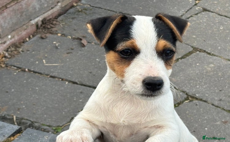 Jack Russell dogs - Advert 8