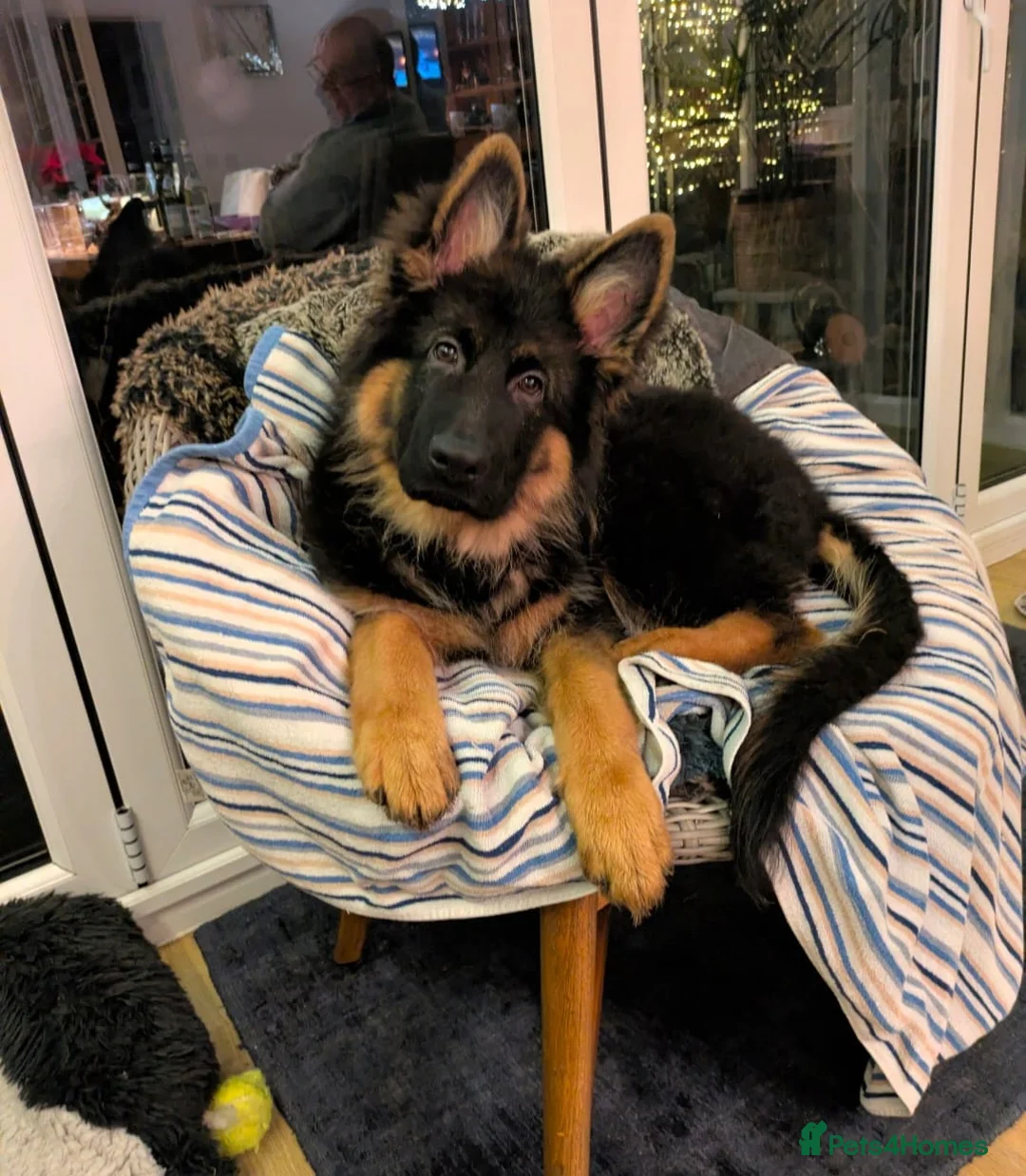 German Shepherd dogs for sale: WAITING LIST, LONG HAIRED GERMAN SHEPHERD PUPPIES - Advert 3