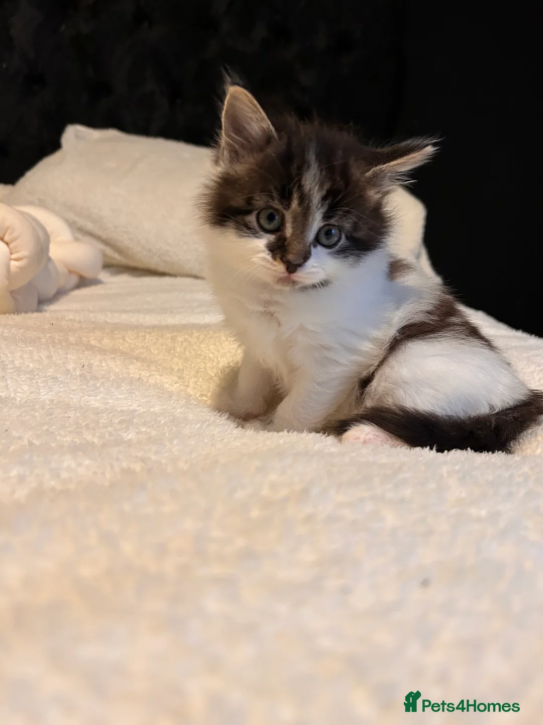 Mixed Breed cats for sale: Gorgeous kittens ❤️ - Advert 1