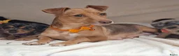 Jack Russell dogs for sale: ♡♡♡Beautiful Jack Russel Puppies Ready Soon!!♡♡♡ - Advert 1