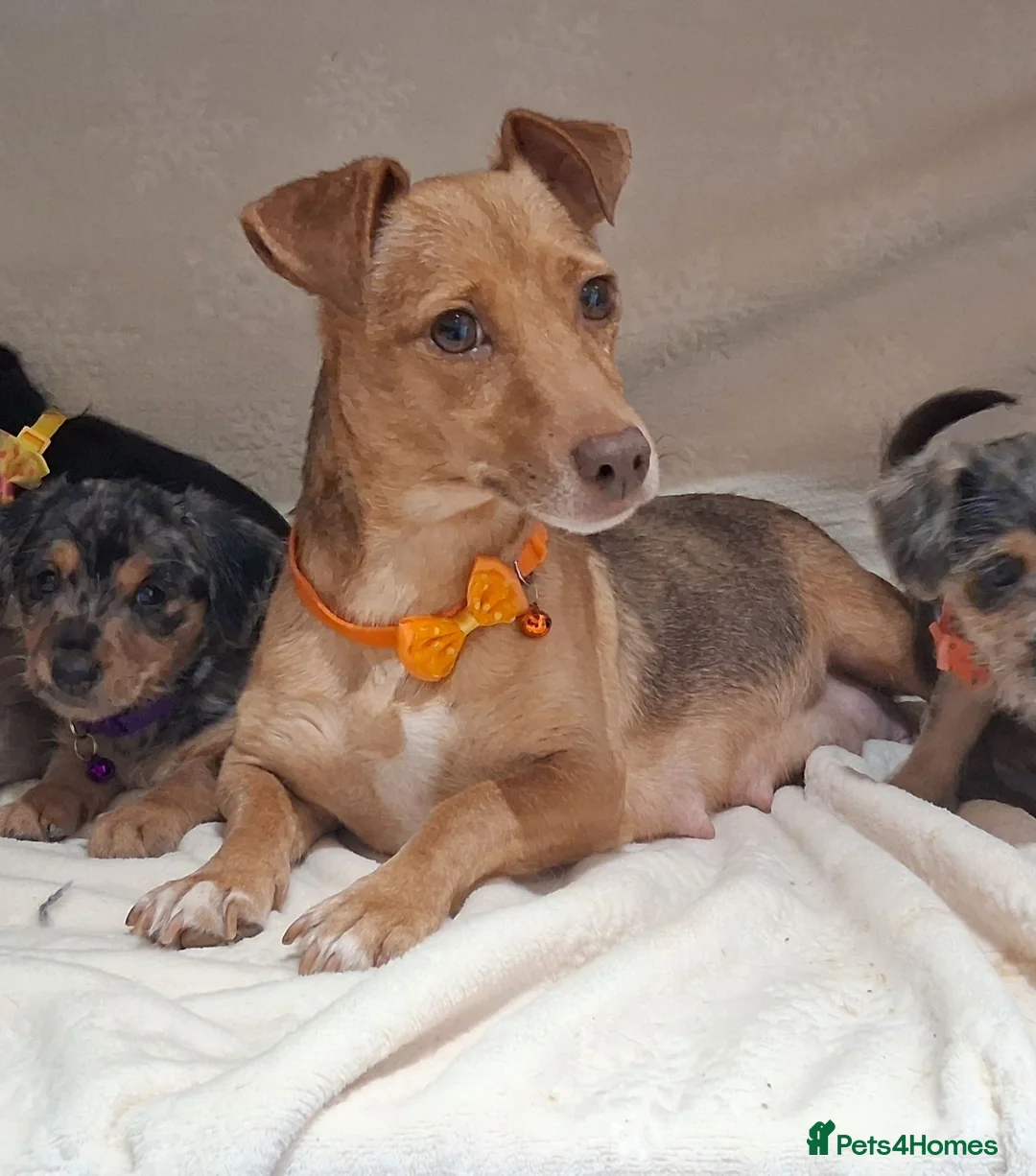 Jack Russell dogs for sale: ♡♡♡Beautiful Jack Russel Puppies Ready Soon!!♡♡♡ - Advert 1