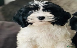 Cavapoo dogs for sale: Cavapoo female puppy - health tested - Image 3