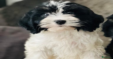 Cavapoo dogs - Advert 1