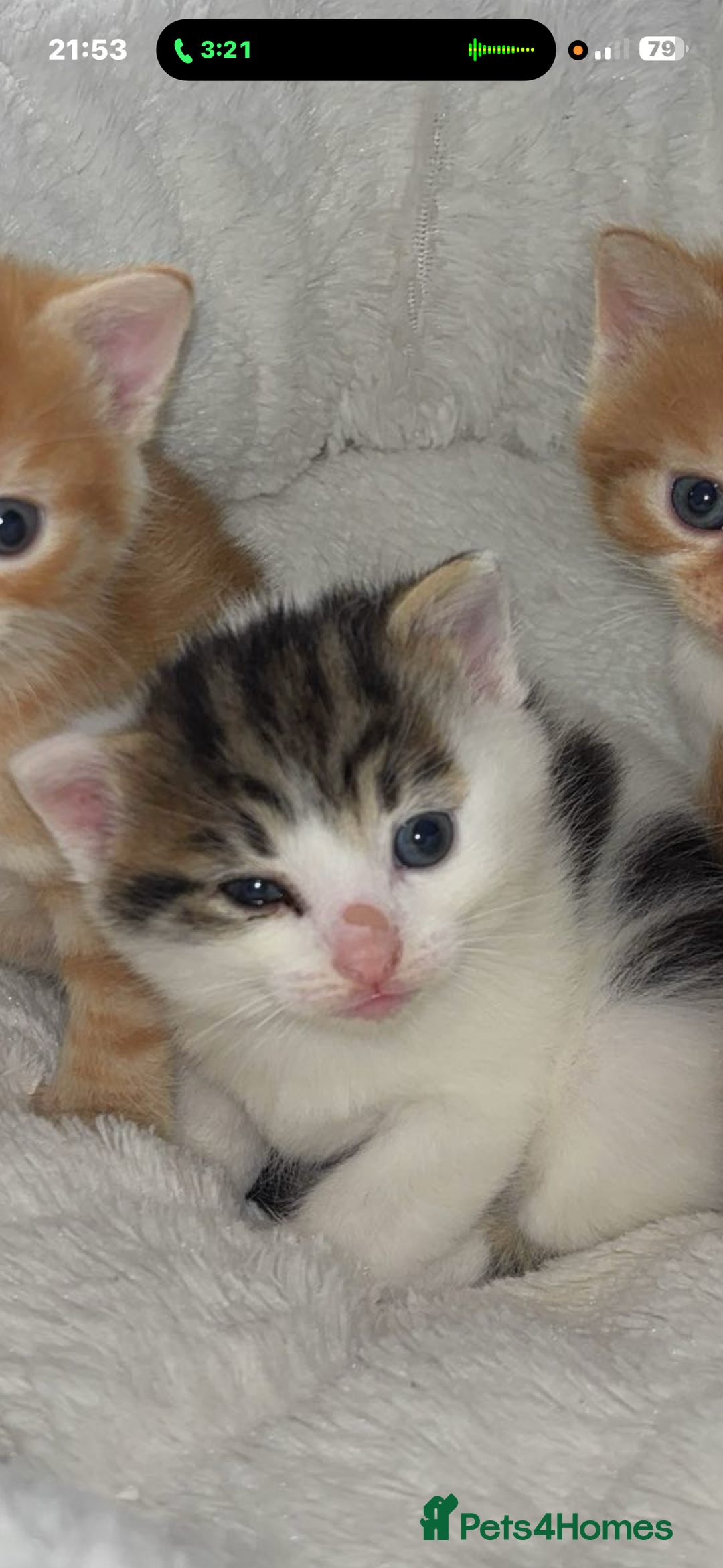 Mixed Breed cats for sale: 3x Kittens  - Advert 2