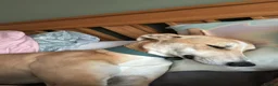 Mixed Breed dogs for sale: Ziggy  in Radstock - Advert 3
