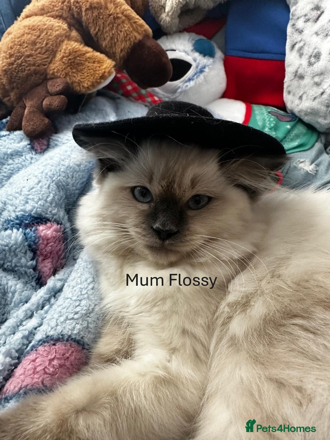 Ragdoll cats for sale: 3 Girl Ragdolls Available, Cute and fluffy!  - Advert 4