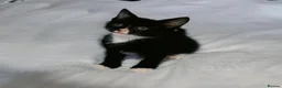 Mixed Breed cats for sale: Beautiful kitten ready to go £70  - Advert 2