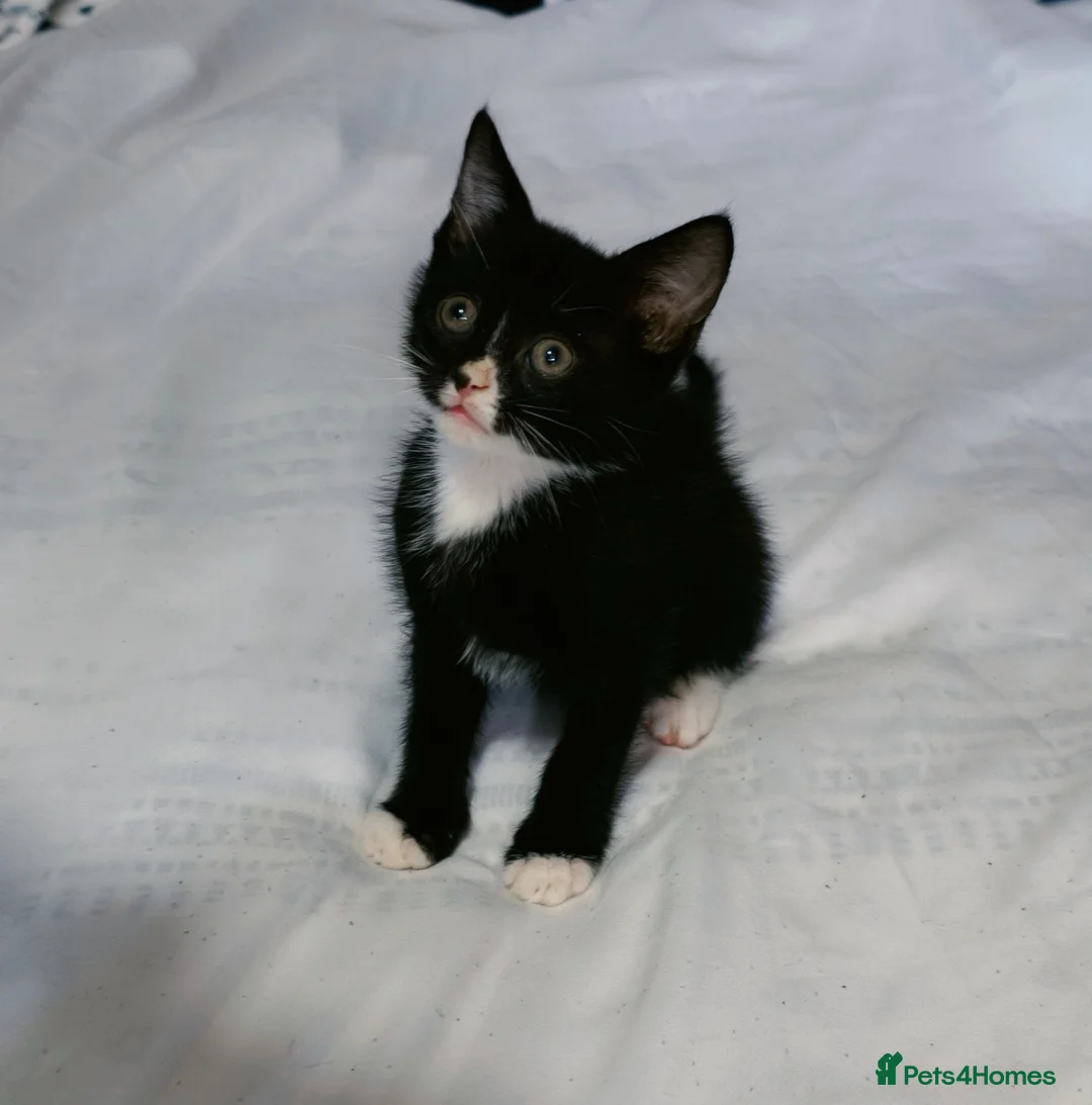 Mixed Breed cats for sale: Beautiful kitten ready to go £70  - Advert 2