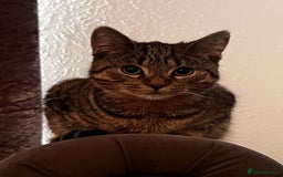 Bengal cats for sale: 2 cats just turned a year old  - Image 1