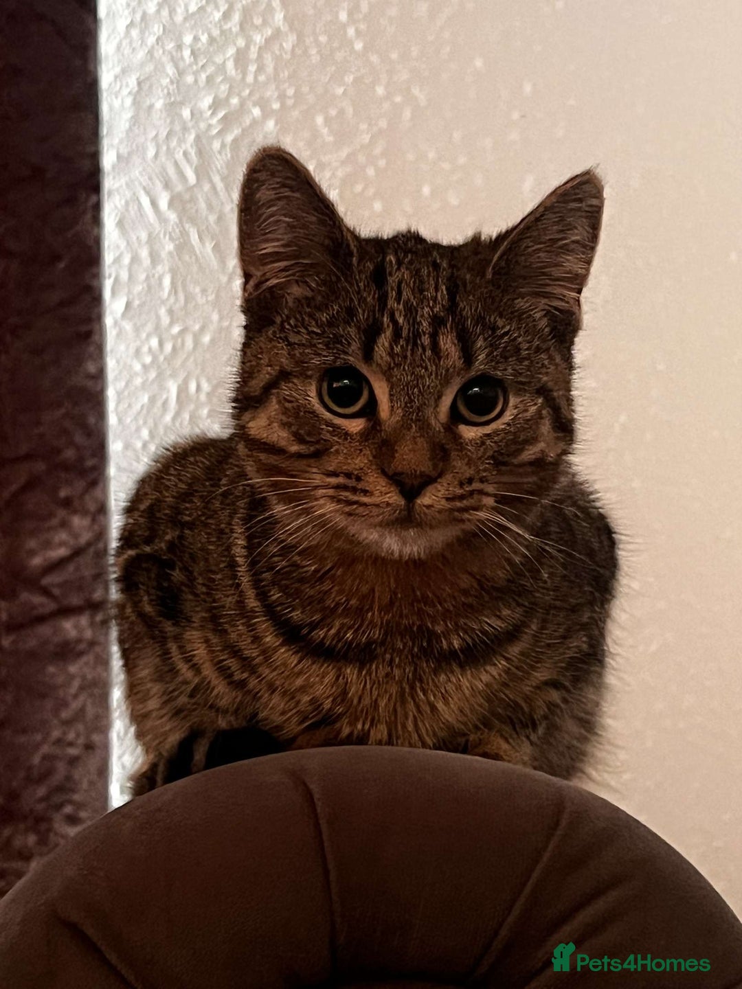 Bengal cats for sale: 2 cats just turned a year old  - Image 1