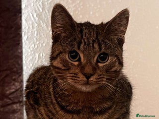 Bengal cats - Advert 26