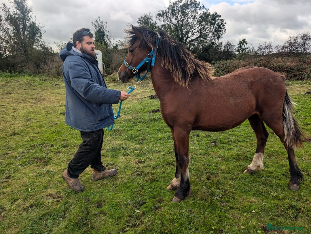Welsh Section D horses for sale: Wpcs reg all-rounder colt. - Image 1